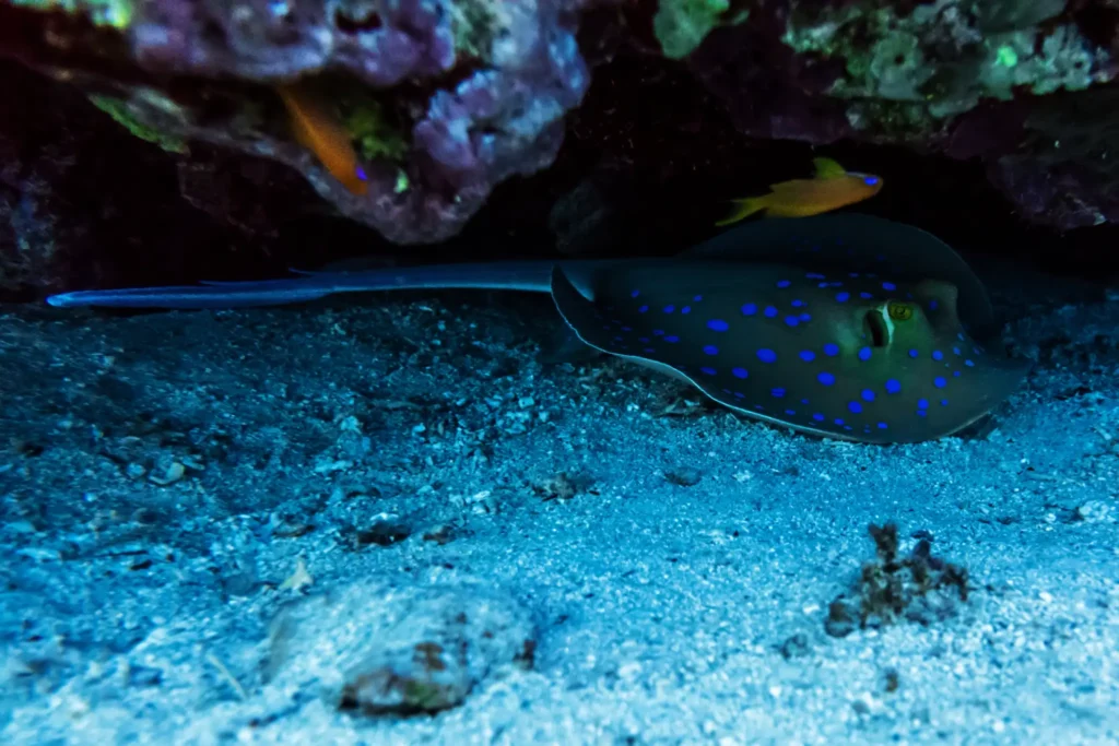 Podwodny świat Seszeli, opis i spoty z Poradnika podróży Seszele