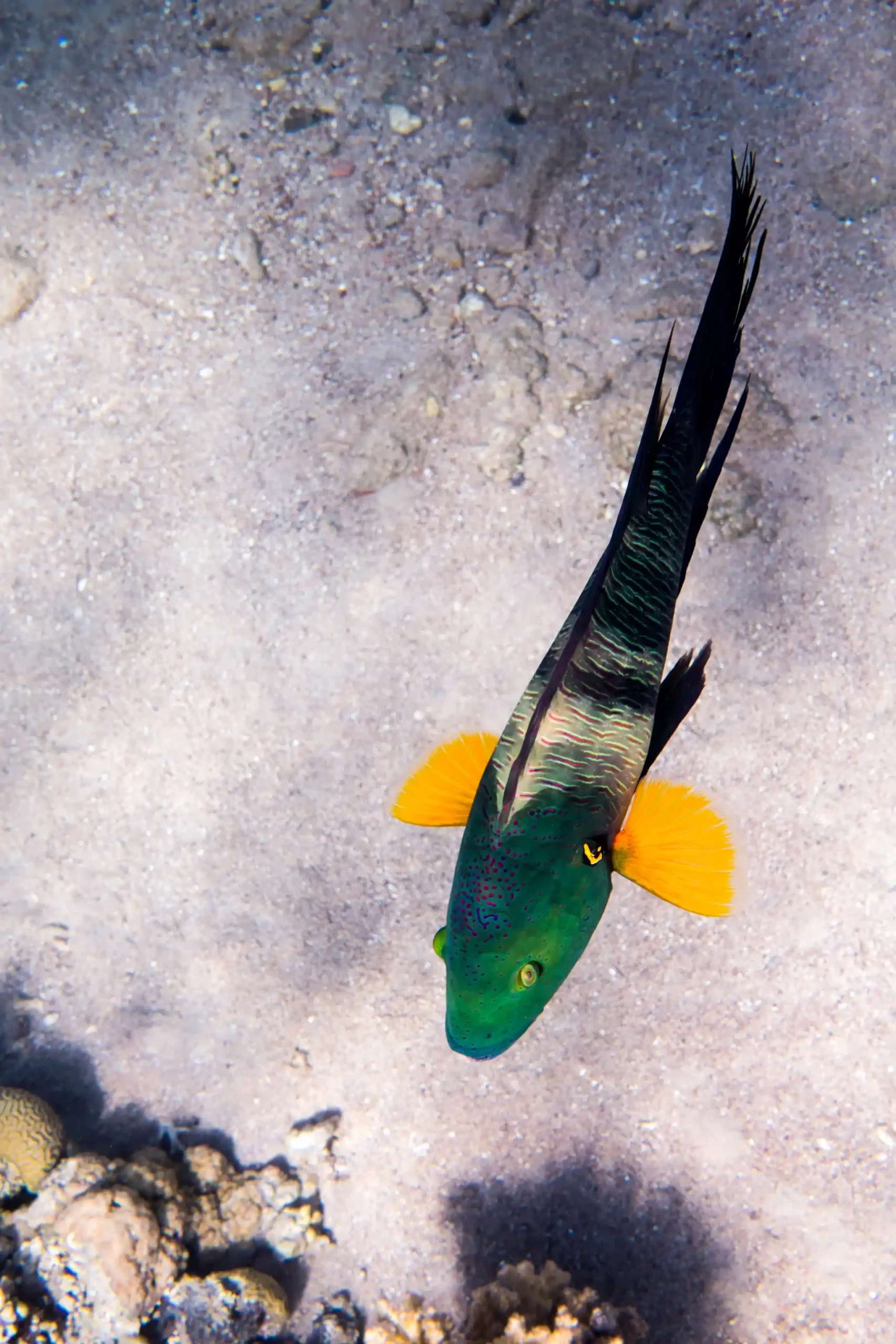 Sardynia, nurkowanie morzu